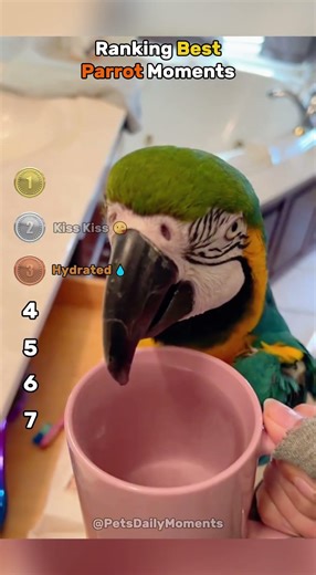 Ranking Best Parrot Moments 🦜