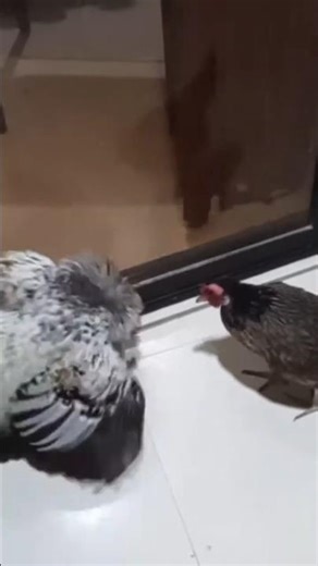 Chicken reproduction