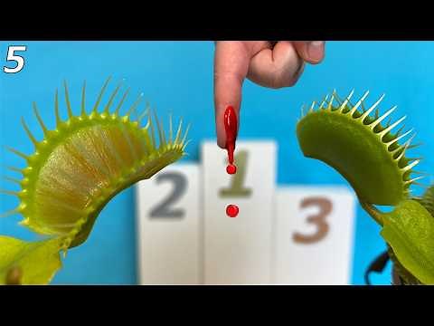 The Worlds Biggest Venus Flytraps Compete for a Drop of Blood - Event 5
