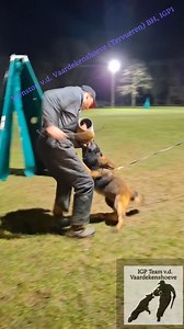 Wynston v.d. Vaardekenshoeve (Tervueren) BH, IGP1 parents: Ch. B., ECU Python v.d. Vaardekenshoeve X Bali de Vale Borrucho | Stijn Van Hamme