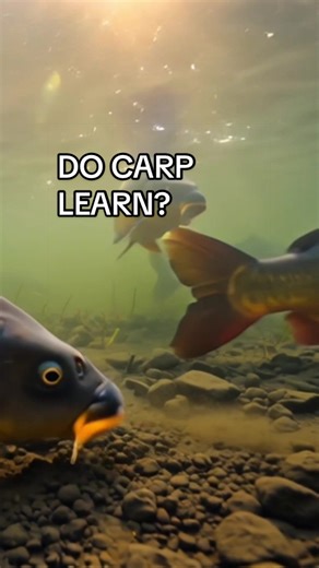 Do Carp Learn From Being Caught? Understanding Their Behavior