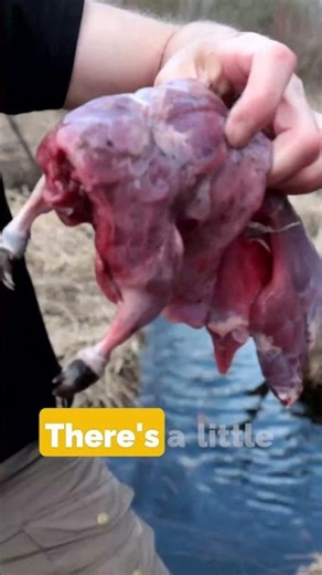 You Eating SWAMP RAT?!?