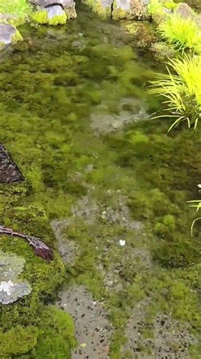 水の音 泉水（せんすい）湧水 Sensui spring water 竹田湧水群 竹田市 大分 Oita Japan #shorts #水の音 #湧水 #SoundofWater #竹田湧水群