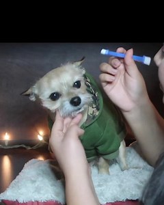 32K views · 243 reactions | Bad breath can be the first sign of greater health problems for your dog. Kiss goodbye to dirty gums and the heart & liver diseases that follow it. Learn more below. | Mighty Munch | Facebook