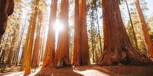 5 Remarkable California Trees | Visit California