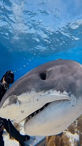 8.8K views · 37K reactions | Snack time for Vienna! 麗 Love this from @samantha_roche_injector • Vin setting me up for the most epic shot with my go pro! It deserves a reel all to itself! Thank you Vin! @epicdiving @epic_diving_vpc⁣ ⁣ #tigerbeach #sharks #tigersharks #bahamas #scubadiving #scuba #ocean #oceanlife #oceanconservation #savethesharks #oceanlover #sharkdive | Epic Diving | Facebook