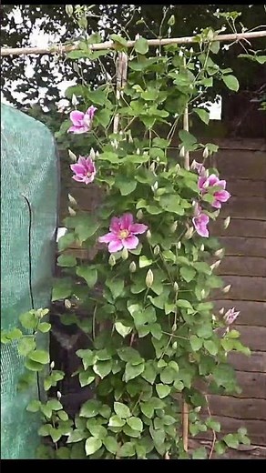 Beautiful Clematis Flowering Time Lapse 4K