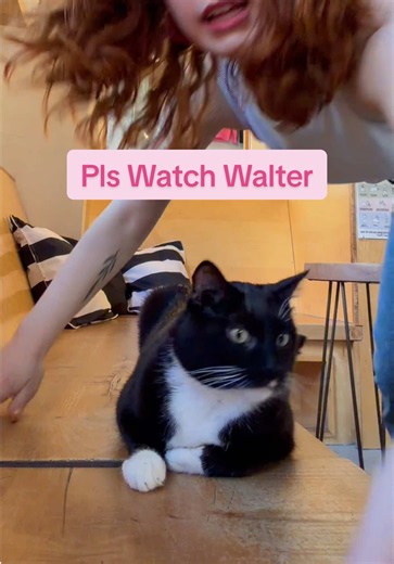 Walter the Cat at Neko Cat Cafe Seattle — Cute Cat Encounter