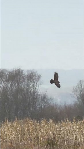 Soaring #MarshHarrier
