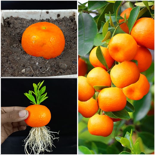 7.4K views · 166 reactions | Simple & Easiest idea for grow orange plant from fruit || Method for home planting | DIY IndoorGarden | Facebook