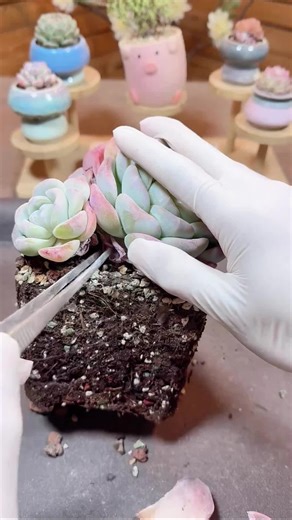#asmr #satisfyingsounds #plantcare #oddlysatifying #succulent