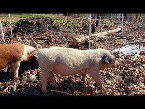 My EASY Electric Pig Fencing Setup