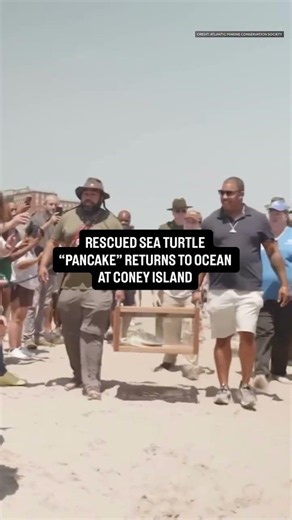 Rescued sea turtle named Pancake returns to ocean at Coney Island