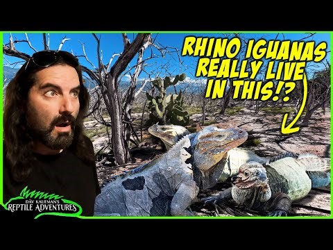 I Finally Found Rhino Iguanas in the WILD! (Are we keeping them correctly?)