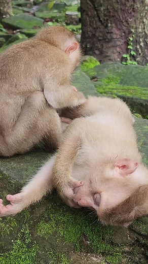 So lovely All baby monkey playing #reels #animals #monkeys #wildlife | CNN Factory | Facebook