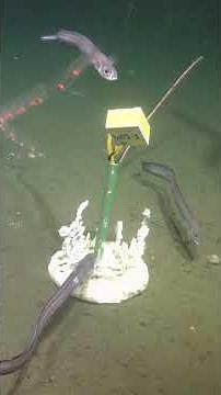 Searching for seeps! #argentiniandeepseeps #seafloor #coldseeps #science