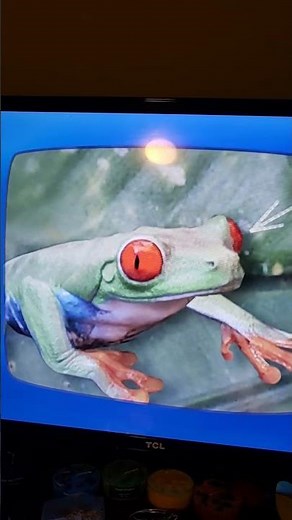 Kylie shows some Red Eyed Tree Frogs from Go Diego Go