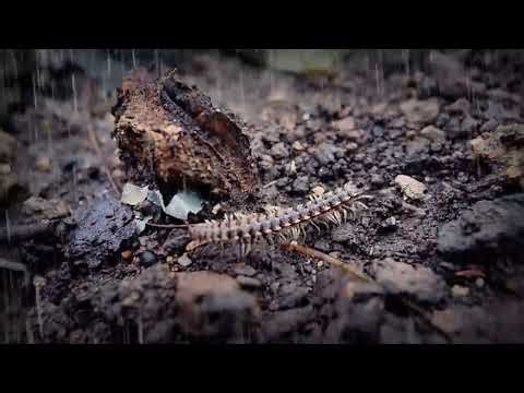 Hidden Universe: A Cinematic Macro Journey in 120fps Slow Motion