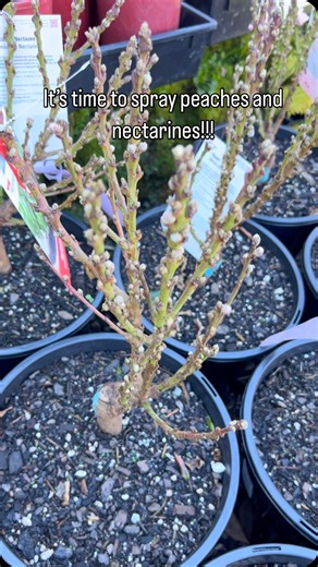 I’m spraying our dwarf Peach and Nectarine trees today to help prevent Peach Leaf Curl. It’s a fungal disease that makes the spring leaves grow all twisted and distorted. You have to spray just before the buds burst open so you need to zoom zoom. I’m spraying Lime Sulphur, it stinks like rotten eggs but it works. Prune roses and fruit trees then spray branches trunks and around the ground with this. Time is running out. We have it in stock. #limesulphur #peachleafcurl #preventativehealth #garden