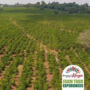 Immerse yourself in the coffee trails and learn how coffee cherries are plucked and turned into a rich aromatic brew.Log onto http://www.magicalkenya.com/farmtours to book a visit. #MagicalKenya #RediscoverTheMagic #FarmTours | MagicalKenya