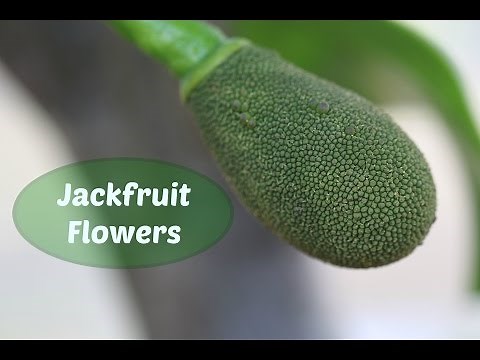 Jackfruit Flowers - How to Tell the Difference Between Male and Female Flowers / How to Pollination