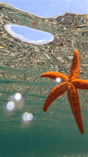 Inside this Sea Star? ONLY Seawater! 🌊😳👇#starfish #underwaterworld #redseastar