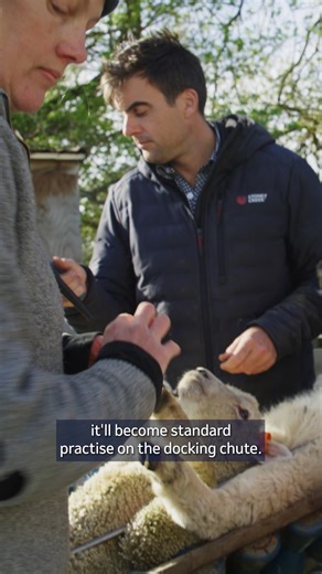 The key to future genomics is Tissue Sampling technology. Allflex provides prepared TSU’s that match your tags, ensuring accuracy and efficiency for your flock data. Norm Alderson believes it will soon be "standard practice” for commercial sheep farms. Download the full case study here: https://www.allflex.co.nz/our-farmers/eid/data-accuracy-underpins-successful-highlander-genetics-ram-breeding-business/ | Allflex and SenseHub NZ | Facebook