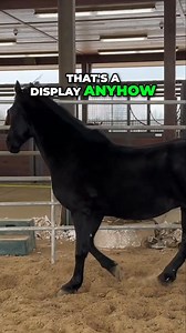 470K views · 4.8K reactions | Discover the intriguing behavior of stallions while riding or working with them. We explore how their awareness of the environment and quick changes can impact your experience. Learn to read their body language for a safer and more enjoyable ride. #StallionBehavior #HorseRiding #EquestrianTips #HorseTraining #UnderstandingHorses #RidingSafety #EquineAwareness #HorseLife #StallionInsights #RiderEducation | Ed's Walking Horses | Facebook