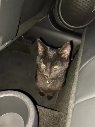 10K views · 107 reactions | Found Cat Alert- Harborcreek PA Networker Nicole reported this kitty as found on Buffalo Rd near Art’s Bakery. If this is your missing kitty, please contact EAN. Kitty looks clean and is wearing a collar. Please share so we can help find their home! | Erie Animal Network | Facebook