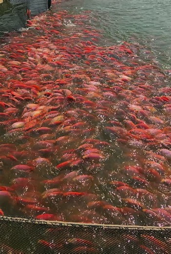 🐟🐟🐟 38k