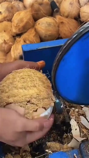 This is one way to peel coconut shells using a special tool.#tools
