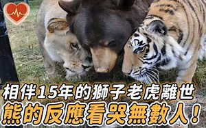 狮虎熊彼此相伴15年，当狮子和老虎相继去世后，熊的反应让人震撼！
