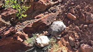 14K views · 360 reactions | One of our park biologists recorded some...