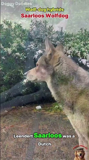 Wolf-dog hybrids #dogs #animals #shorts