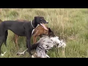 Caza de avestruces con galgos "FIDEO Y JUANA" Necochea