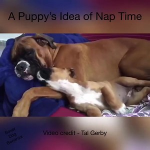 Boxer Dog Bonanza on Reels