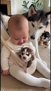928K views · 27K reactions | My baby he don’t want take puppy back to husky #baby #husky #viralreelsシ | Nurfthefrench Official | Facebook