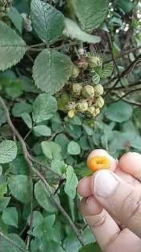 Harvesting Wild Golden Raspberries (Rubus ellipticus) | Botanical Wonders