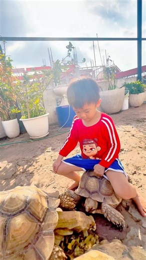 My Son Loves His Giant Sulcata ❤️🐢