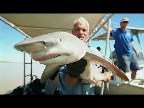 FIRST TIME EVER this RARE Glyphis Shark is Caught and Filmed | River Monsters