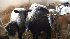 22 reactions | DRAMINSKI Detector de #preñez para Ovejas y Cabras....