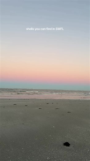 Part 1 of my shell ID series 🐚🌴 #seashells #beachcombing #shells #shelling #floridashells