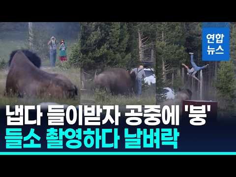 뿔에 받히더니 2.5m '붕'…흙목욕 즐기던 들소 돌진, 왜? / 연합뉴스 (Yonhapnews)