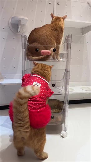 Miaow (@miaow8888)’s videos with original sound - Miaow