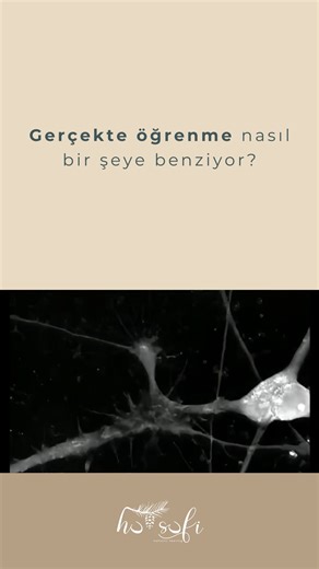 Husufi® Studio | Sürdürülebilir Yaşam | | Nöronlar bağlantı kurar 🧠 Bir nöron, aksonunu başka bir nöronun dendritlerine veya hücre gövdesine uzatarak temas eder. Sinapsta, ilk... | Instagram