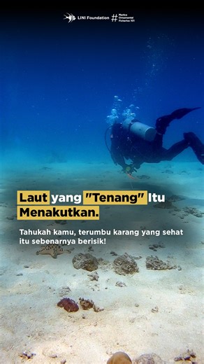 Saat karang mati, laut menjadi sunyi senyap. Seperti kuburan. Fakta pahitnya: 1/3 terumbu karang di Indonesia kini dalam kondisi buruk. Apakah kita akan membiarkan laut kita kehilangan suaranya dan menjadi bisu selamanya? Jangan cuma diam. Yuk, belajar cara beraksi untuk melindungi mereka! Bergabunglah di LINI Webinar Series: Mengubah Niat Menjadi Aksi 🗓 Sabtu, 6 Desember 2025 🔗bit.ly/WEBINAR-OUREEFS #LINI #TerumbuKarang #CoralReef #WebinarKonservasi | LINI Foundation