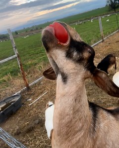 Never underestimate a hungry goat 🐐🍅 | Furry Tails