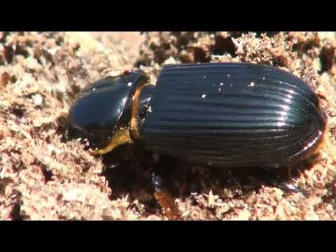Bess beetles 2020