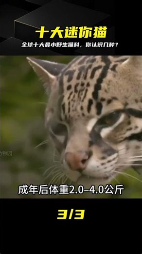 Top 10 Smallest Wild Cat Species in the World: Tiny Size, Big Attitude—How Many Can You Recognize...