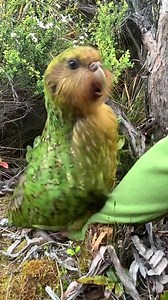 Witness the rare and mesmerizing mating dance of the kakapo, New Zealand's flightless parrot! 📹 Video Credit: Dr Andrew Digby #ExploreLocalNZ #KakapoConservation #NewZealandWildlife